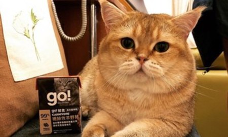 go!貓利樂包．幫貓貓補水就靠它！