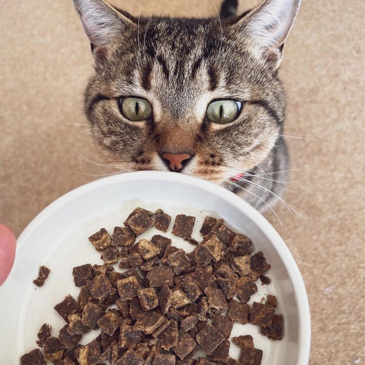 ZIWI巔峰 綜合口味 經典系列 貓糧 1公斤四口味各一 (貓飼料|生食肉片)