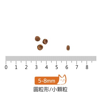【貓咪】now 鮮肉無穀天然糧 300克鮮肉幼貓｜效期：24.05.21
