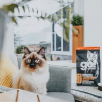 go! 腸胃保健系列 貓糧 (貓飼料|貓糧)