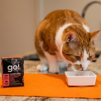 go! 無穀海洋鮭鱈182克 豐醬系列 貓咪鮮食利樂包 (貓罐|主食罐)