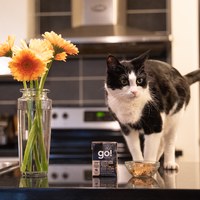 go! 無穀能量放牧羊 嫩絲系列 貓咪鮮食利樂包 (貓罐|主食罐)