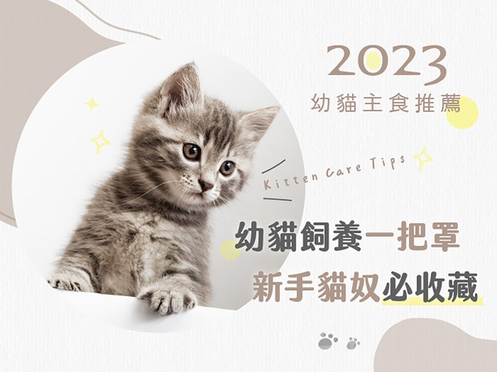 2023幼貓主食推薦｜幼貓飼養一把罩 新手貓奴必收藏