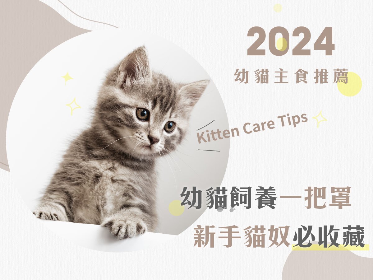 2024幼貓主食推薦｜幼貓飼養一把罩 新手貓奴必收藏