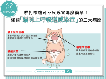 貓打噴嚏可不只感冒那麼簡單！淺談「貓咪上呼吸道感染症」的三大病原