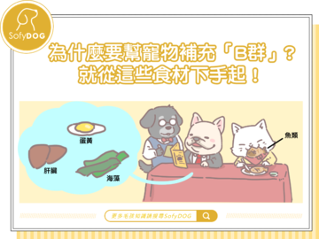 為什麼要幫寵物補充「B群」？就從這些食材下手起！