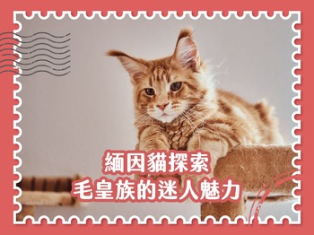 緬因貓探索：毛皇族的迷人魅力
