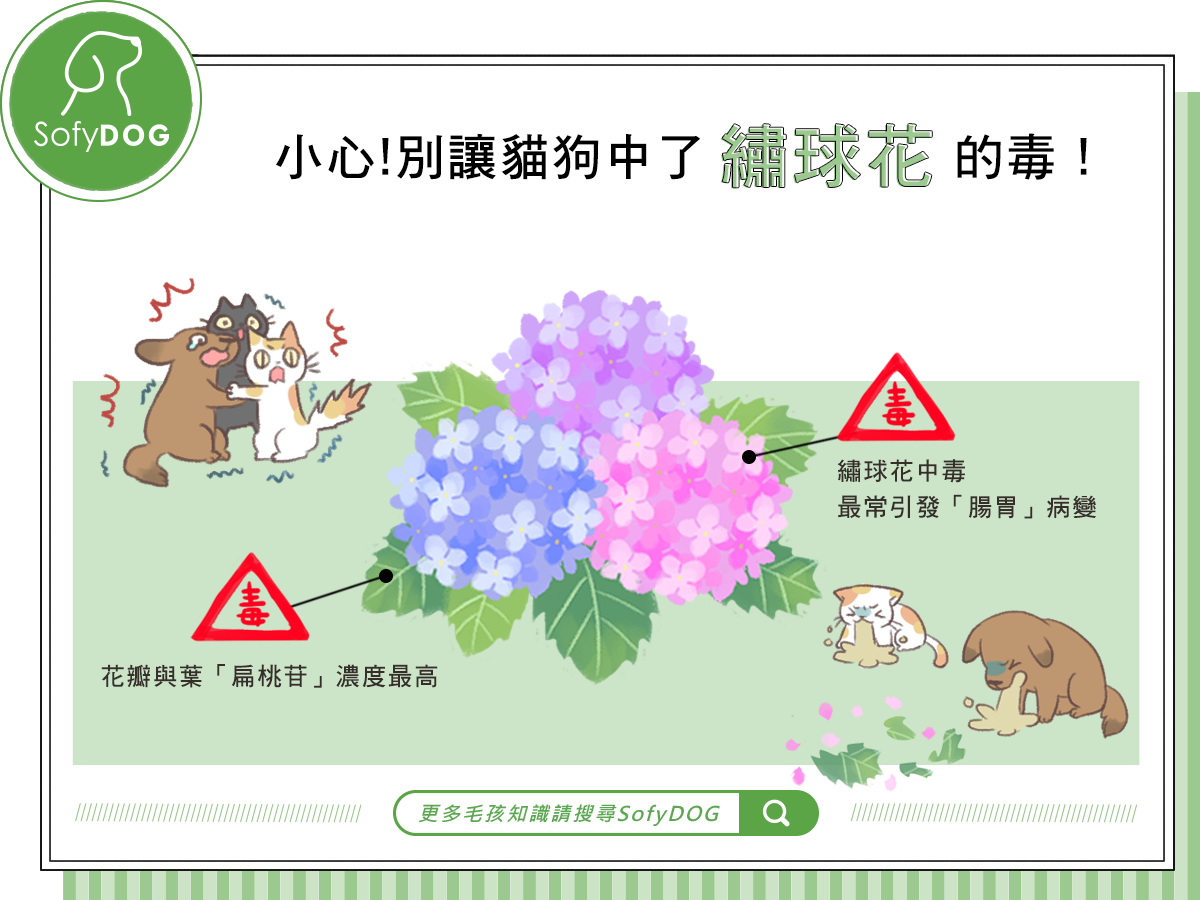 小心！別讓貓狗中了繡球花的毒！