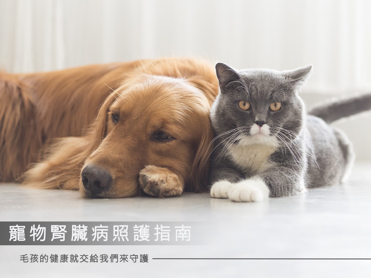 寵物貓狗腎臟病照護指南