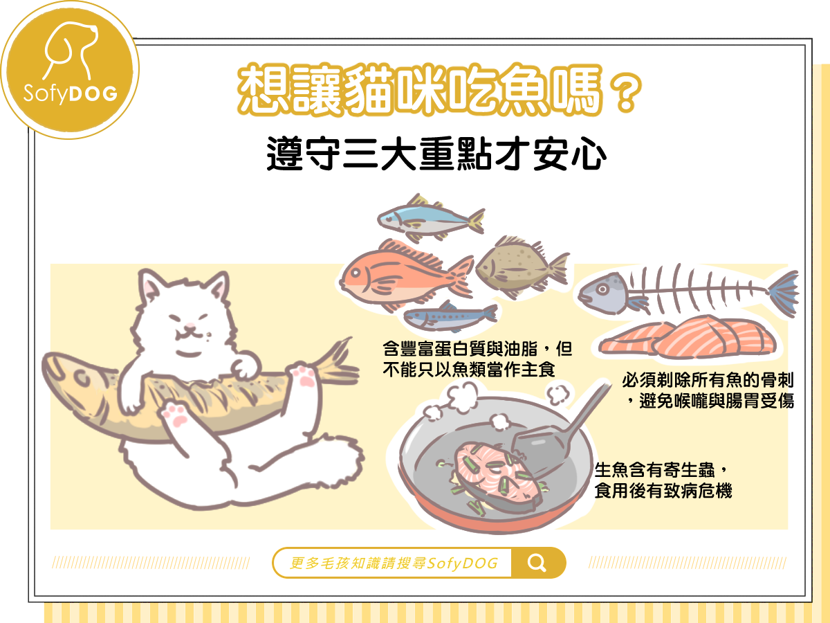 想讓貓咪吃魚嗎？遵守三大重點才安心