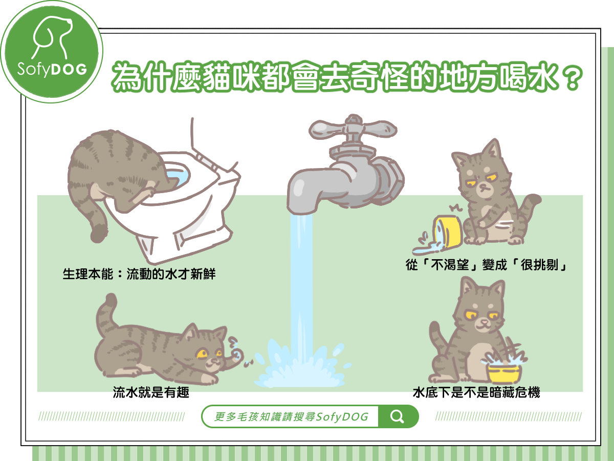 為什麼貓咪都會去奇怪的地方喝水？