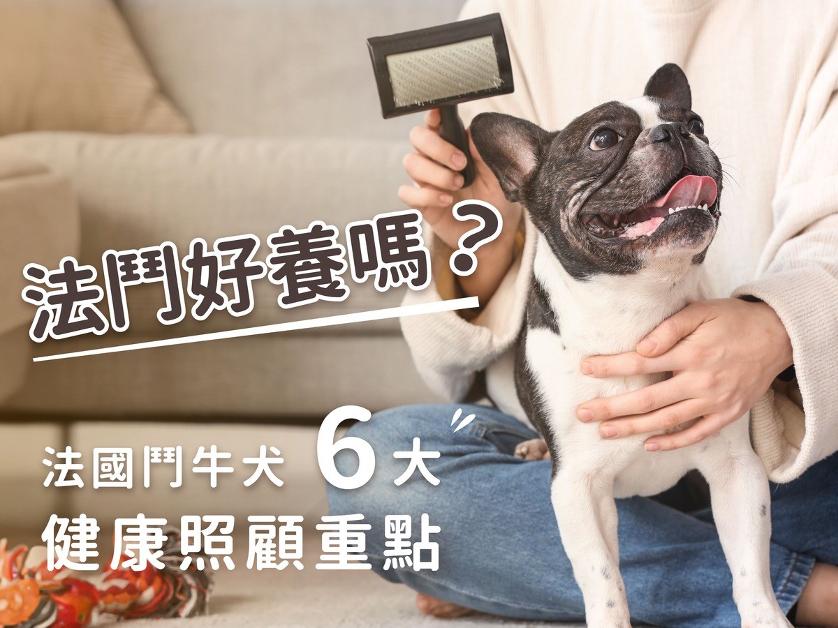 法鬥好養嗎？飼養法國鬥牛犬必看6大健康照顧重點