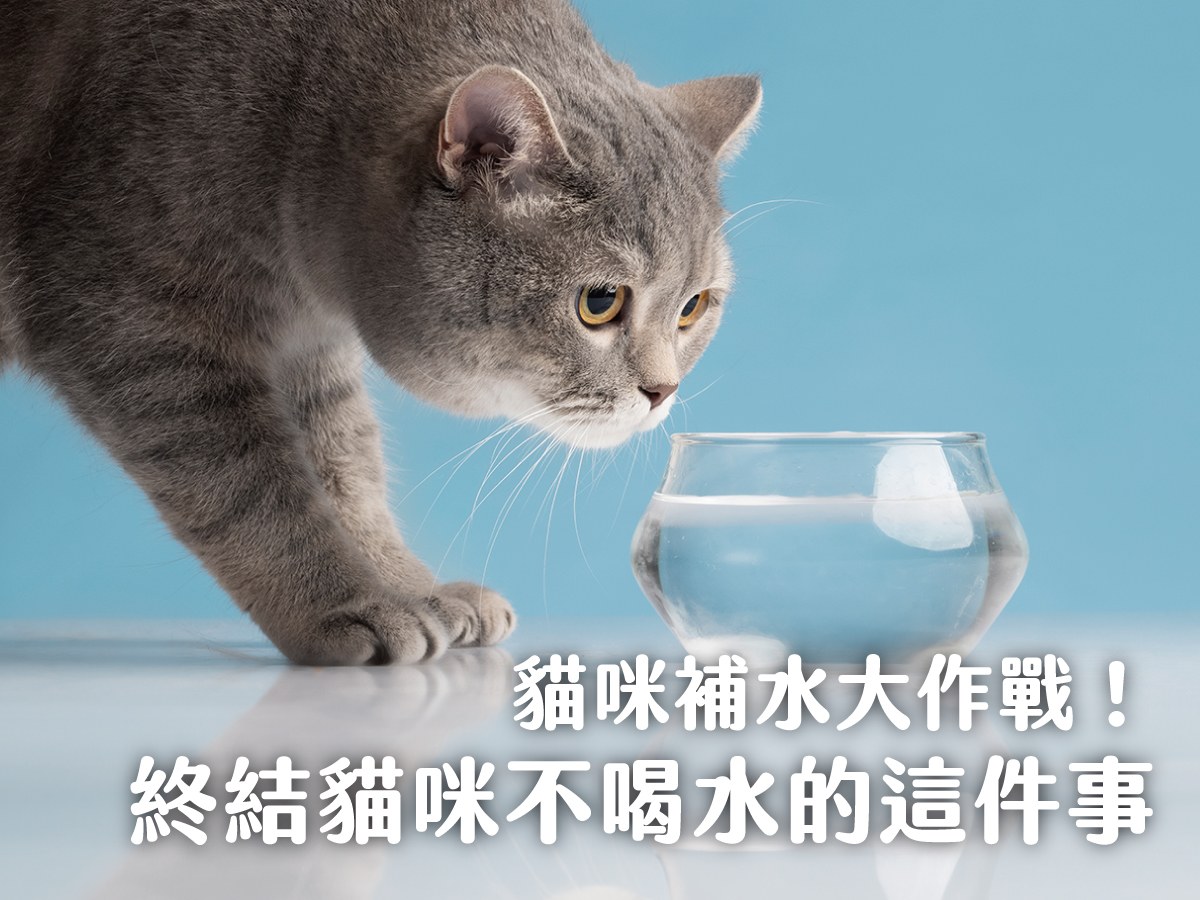 貓咪補水大作戰！終結貓咪不喝水這件事！