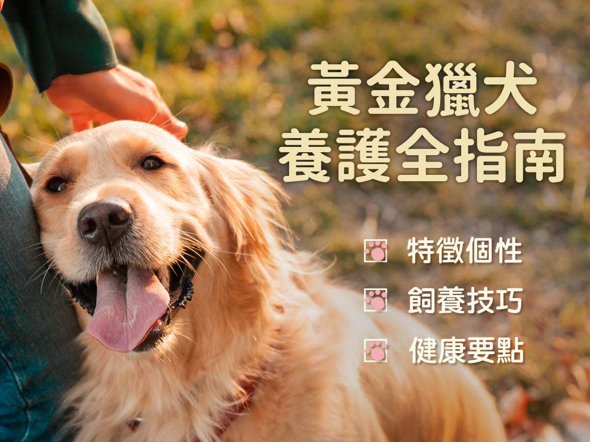 黃金獵犬養護全指南：特徵個性、飼養技巧及健康要點