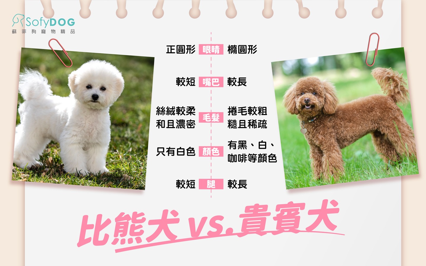 比熊犬VS貴賓犬