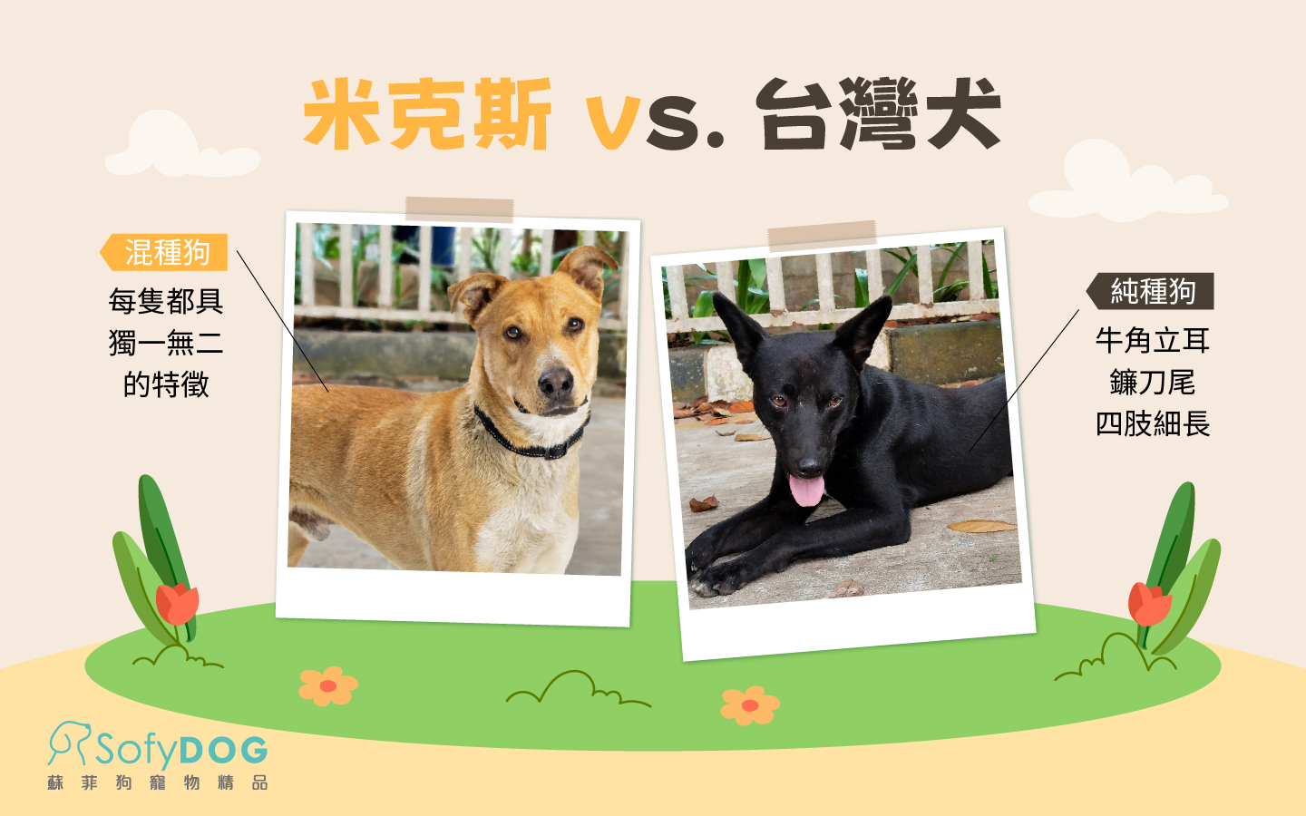 米克斯vs台灣犬