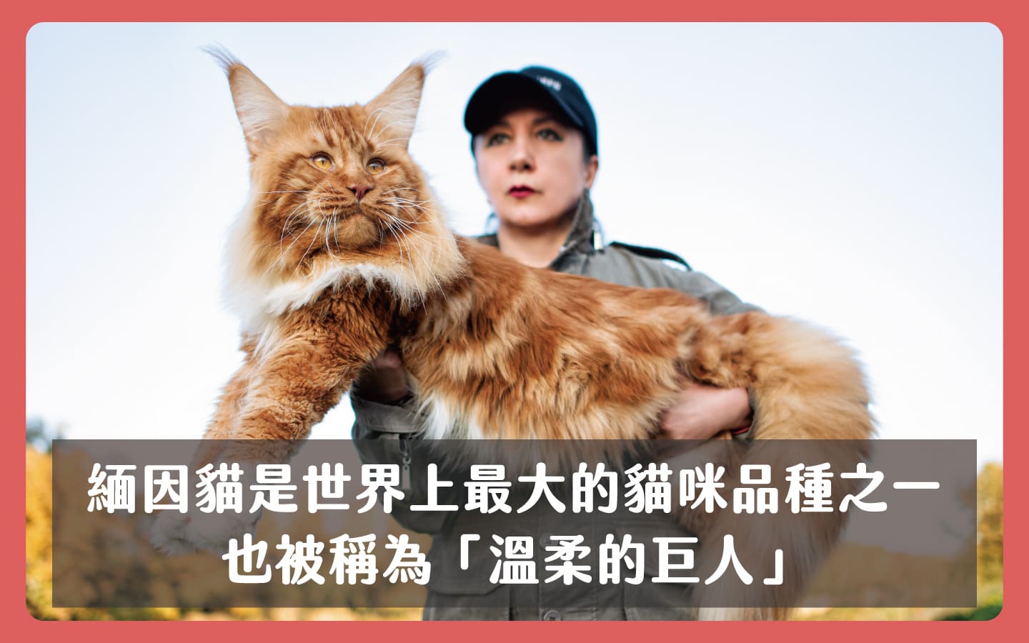 緬因貓是世界上最大的貓咪品種之一也被稱為「溫柔的巨人」