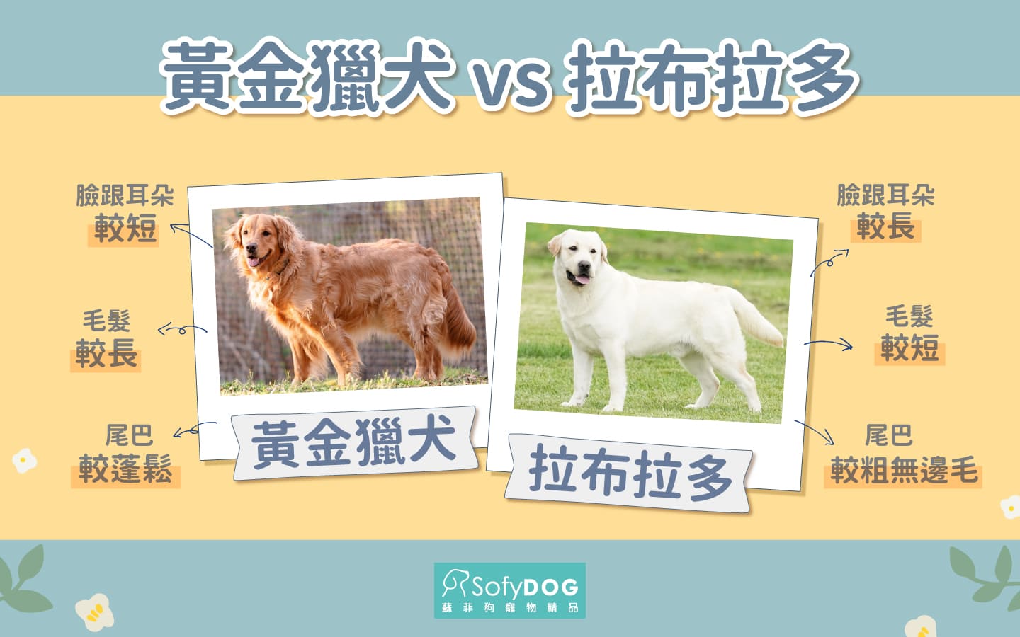 黃金獵犬VS拉布拉多