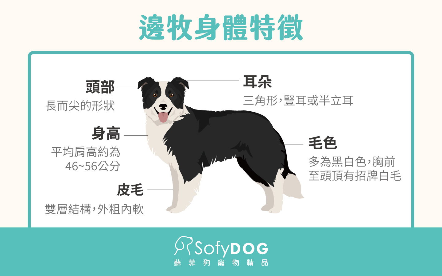 邊境牧羊犬身體特徵